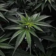 8 Delicious Seeds | Deep Mandarine