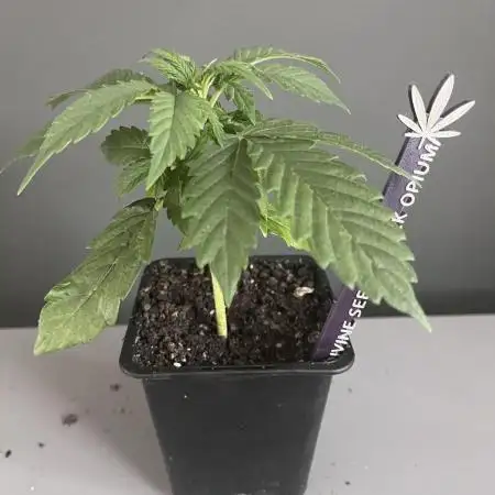 Grow 5.2 | Divine Seeds Auto Black Opium