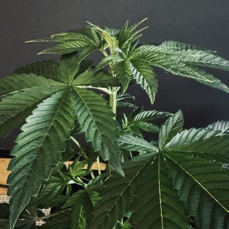 8 |  Serious Seeds | Beta Pink Kalimist