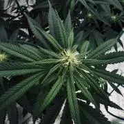 Grow 7.6 | Green House | Super Banana