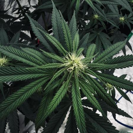 Grow 7.6 | Green House | Super Banana
