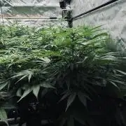 8 Sensible Seeds Bruce Banner 3 CBD