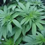 Grow 5.4 | Zamnesia | Purple Urkle