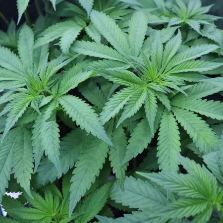 Grow 5.4 | Zamnesia | Purple Urkle