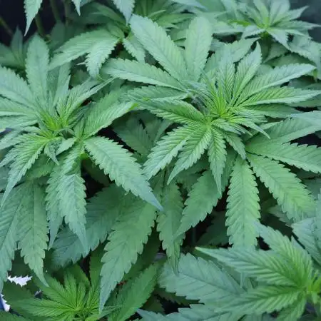 Grow 5.4 | Zamnesia | Purple Urkle