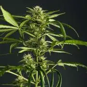 Grow 3.3 | Fast Buds | Gorilla Strawberry Auto | windowsill