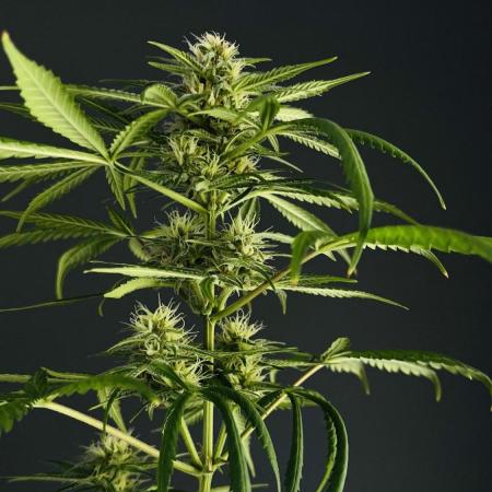 Grow 3.3 | Fast Buds | Gorilla Strawberry Auto | windowsill