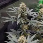 Grow 5.2 | Divine Seeds Auto Black Opium