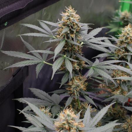Grow 5.2 | Divine Seeds Auto Black Opium