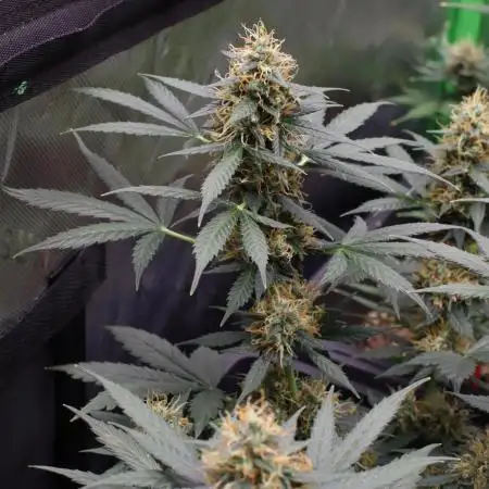 Grow 5.2 | Divine Seeds Auto Black Opium