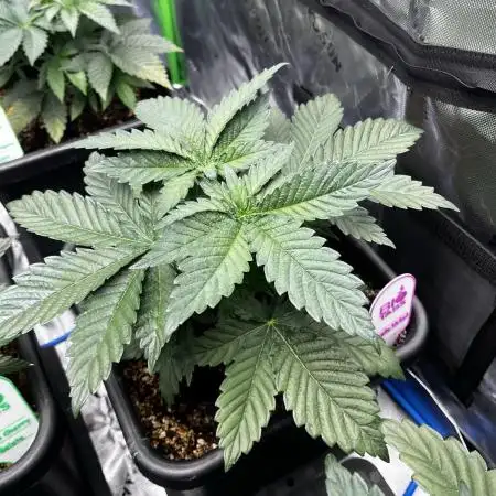 Grow 5.4 | Zamnesia | Purple Urkle