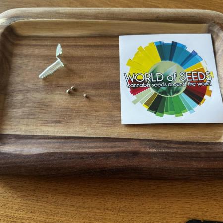 8 Delicious Seeds | harlequeen THC Free