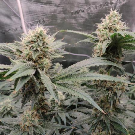Grow | 3.4 | Zamnesia | Ice Cream Cake