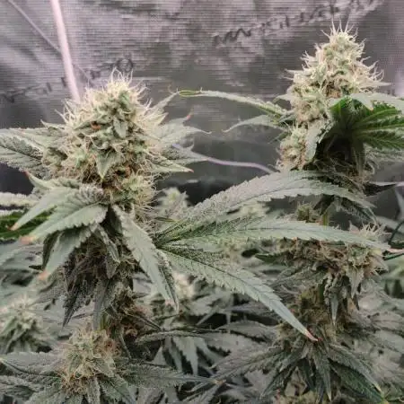 Grow | 3.4 | Zamnesia | Ice Cream Cake