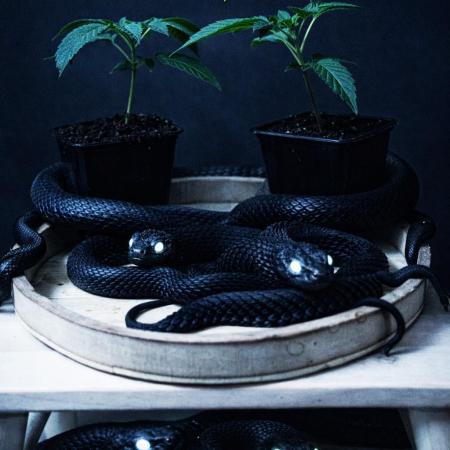 Grow 6.2 | Doctors Choice | Black Mamba