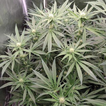 Grow | 3.4 | Zamnesia | Ice Cream Cake