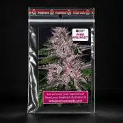 8 |  Serious Seeds | Beta Pink Kalimist