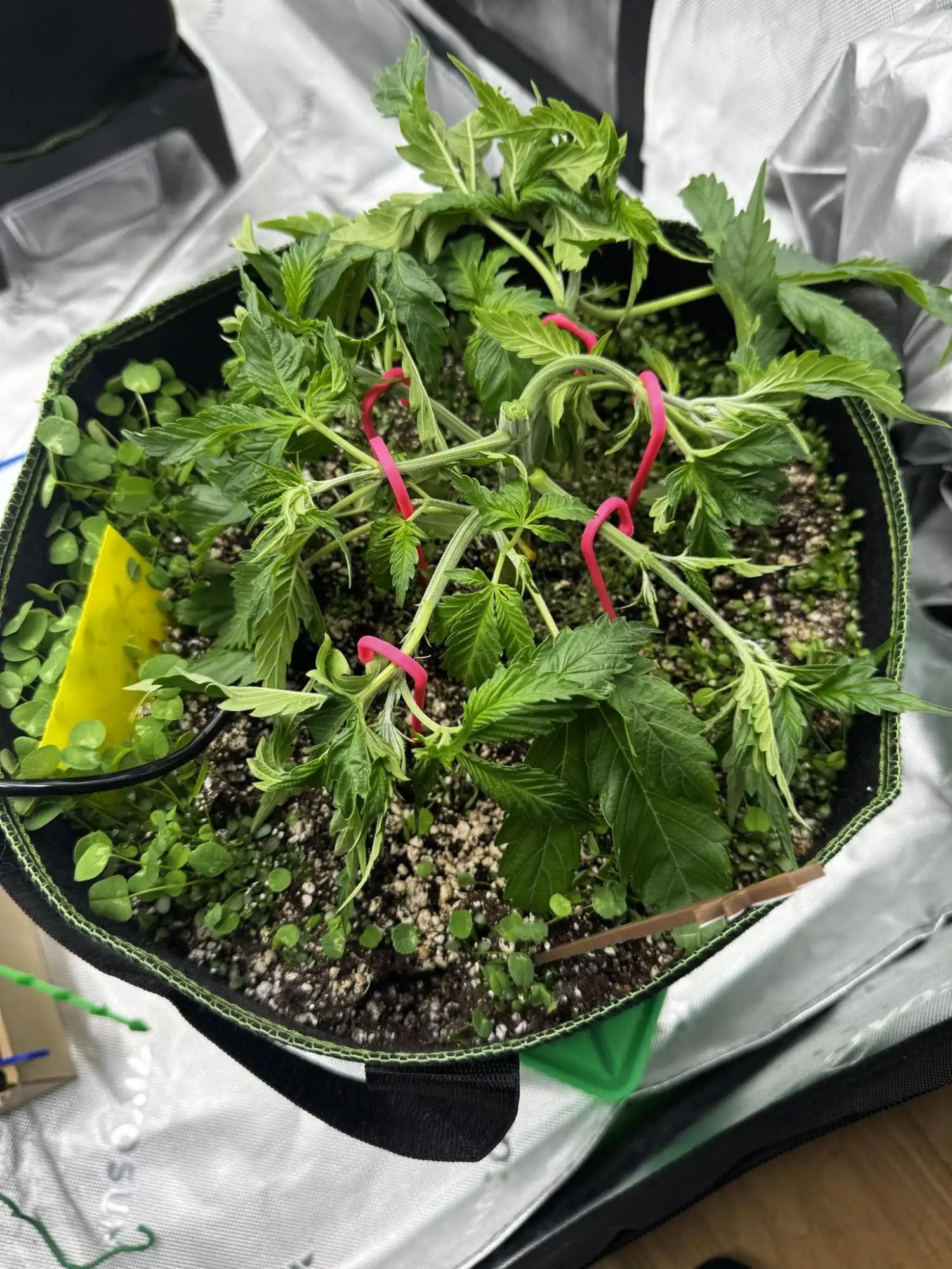 Grow 7.5 | Green House | Shishka Lemon grow journal by H