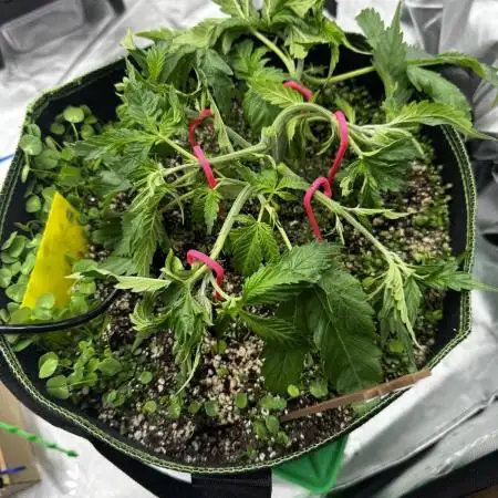 Grow 7.5 | Green House | Shishka Lemon