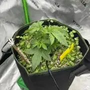 Grow 7.4 | Zamnesia| GMO Cookies