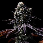 Grow 5.3| Zamnesia | Lemon Cherry Gelato