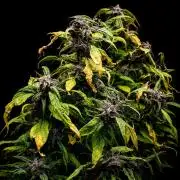 Grow 3.2 | Terpyz | Blueberry Lime Kush