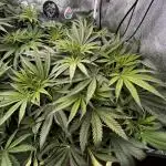 Grow 4.0 | Humboldt | Hi-Biscus