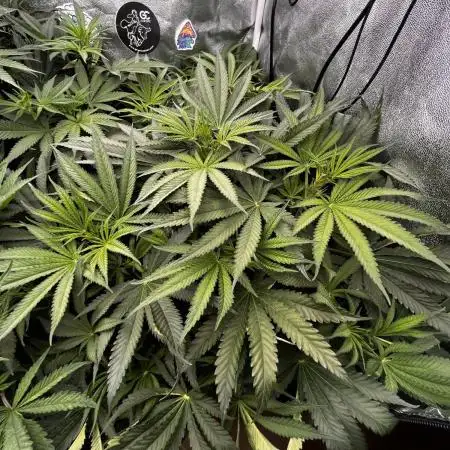Grow 4.0 | Humboldt | Hi-Biscus