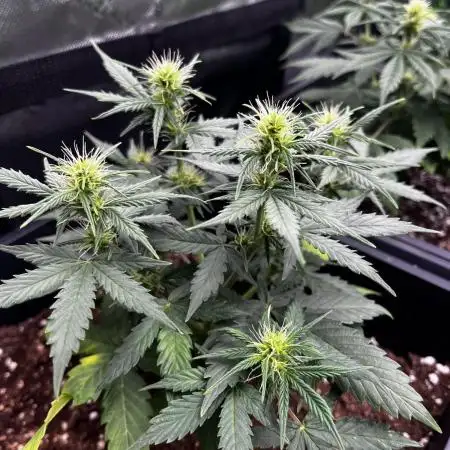 GROW 5.0 | Divine Seeds Auto Big Demon