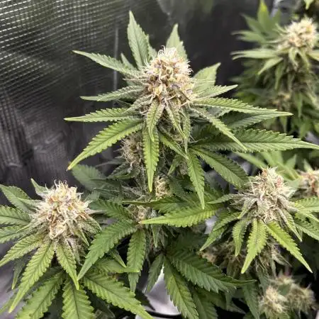 Grow 3.0 | Zamnesia | Green Goblin