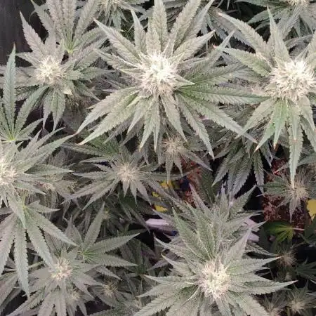 Grow | 3.4 | Zamnesia | Ice Cream Cake