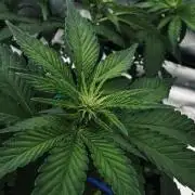 Grow 7.4 | Zamnesia| GMO Cookies