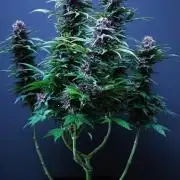 Grow 5.4 | Zamnesia | Purple Urkle