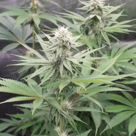 Grow 5.3| Zamnesia | Lemon Cherry Gelato