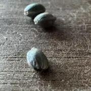 8 Delicious Seeds | Mongolia THC Free