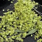 Grow 6.2 | Doctors Choice | Black Mamba