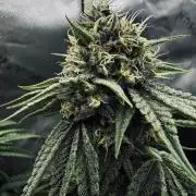 Grow 7.6 | Green House | Super Banana