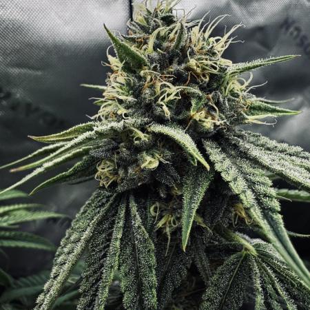 Grow 7.6 | Green House | Super Banana