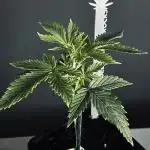 GROW | 5.1 | Divine Seeds Auto Moon Rock