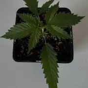 8 World of Seeds | Mongolia THC Free