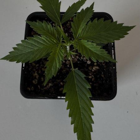 8 World of Seeds | Mongolia THC Free