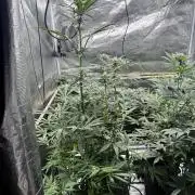 Grow 6.3 | Mendo Dope Farms | Skoochie