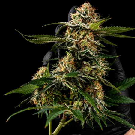 Grow 3.0 | Zamnesia | Green Goblin