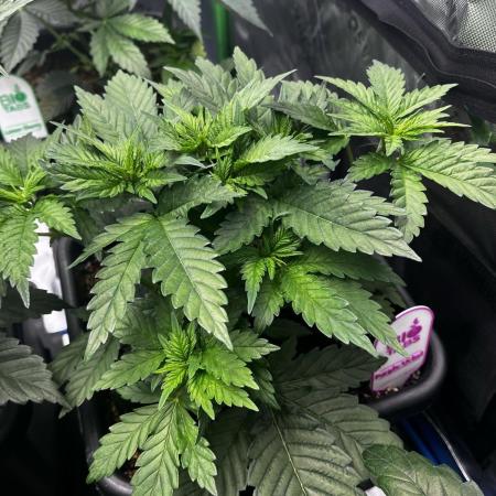 Grow 5.4 | Zamnesia | Purple Urkle