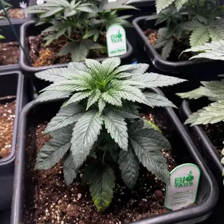 Grow 5.5 | Humboldt | Vanilla Frosting