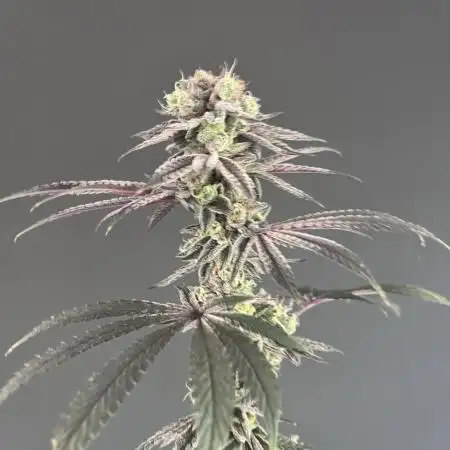 Grow 3.1 | Zamnesia | Skywalker OG