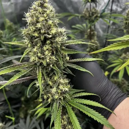 Grow 4.1 | Humboldt | California Haze