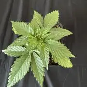 8 Sensible Seeds Bruce Banner 3 CBD