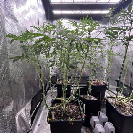 Grow 4.0 | Humboldt | Hi-Biscus
