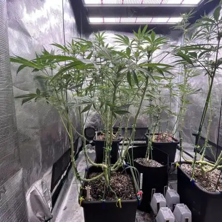 Grow 4.0 | Humboldt | Hi-Biscus